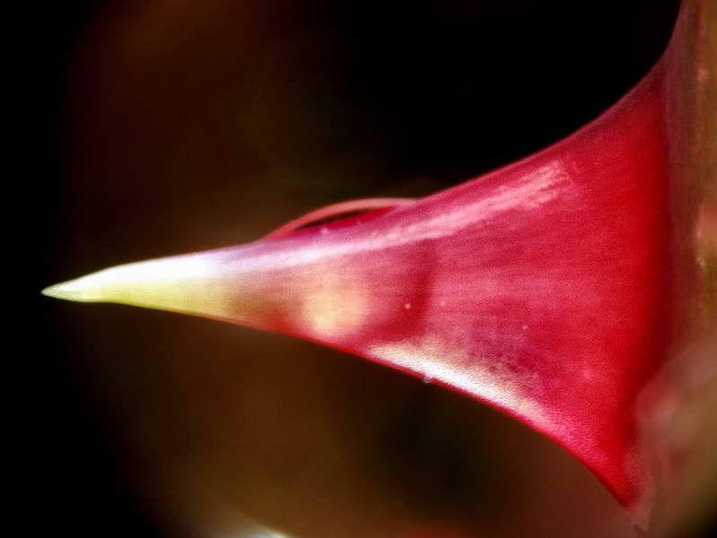 gouttes de pluie-10.jpg